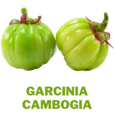 What is Garcinia Cambogia?