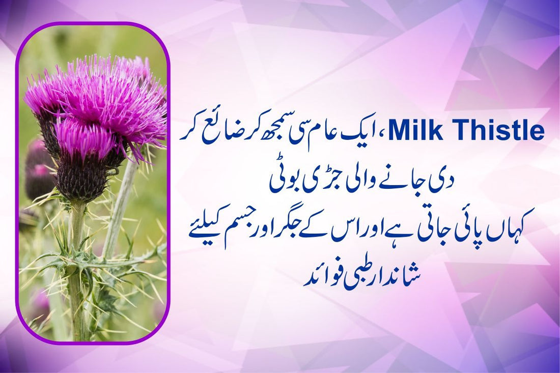 Milk Thistle – Liver health